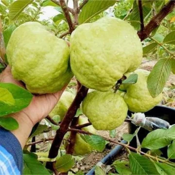 Cây giống Ổi Đài Loan Ruột Đỏ