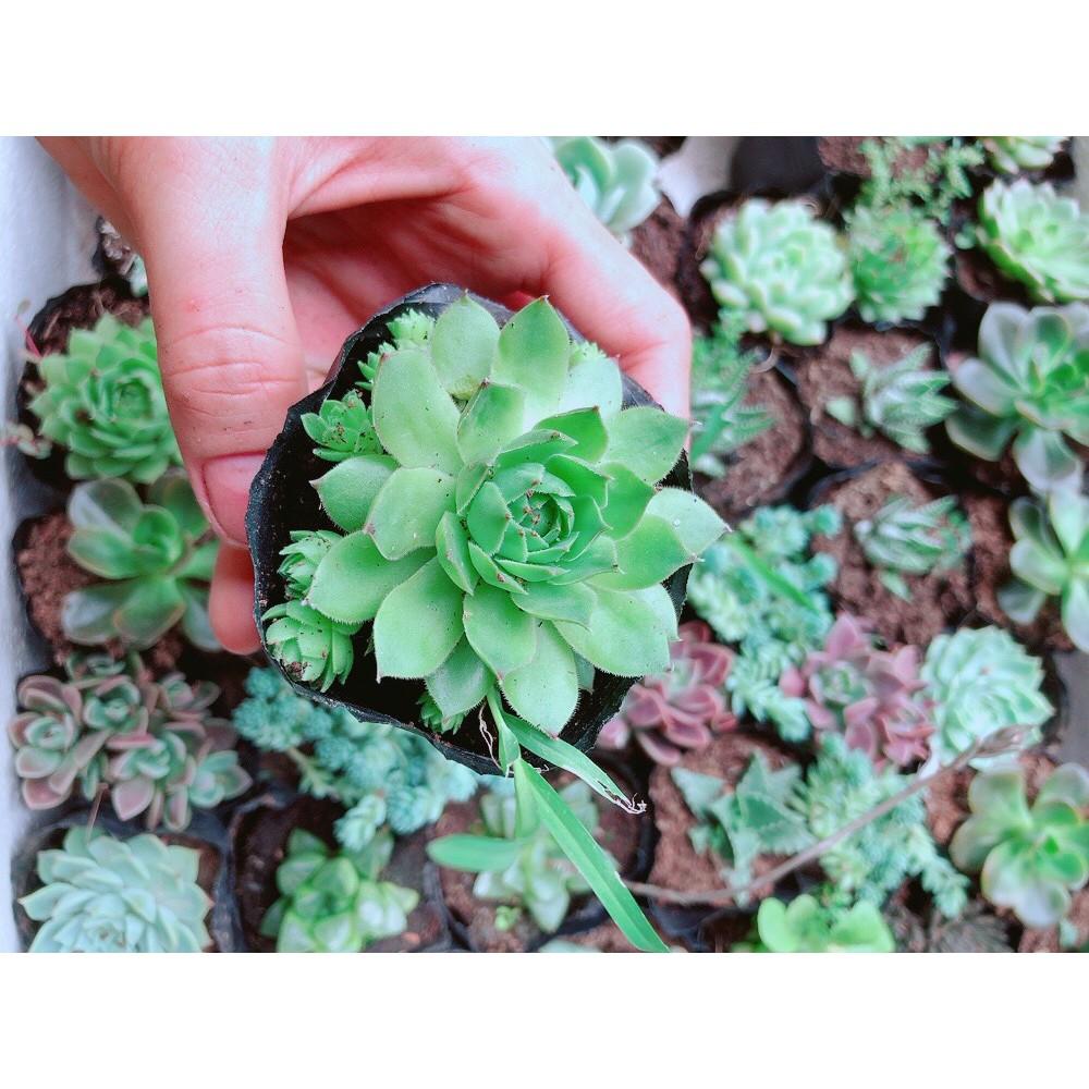 Combo 10 Cây Sen Đá