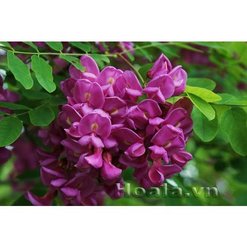 Cây giống hoa Muồng Anh Đào Nhật Bản