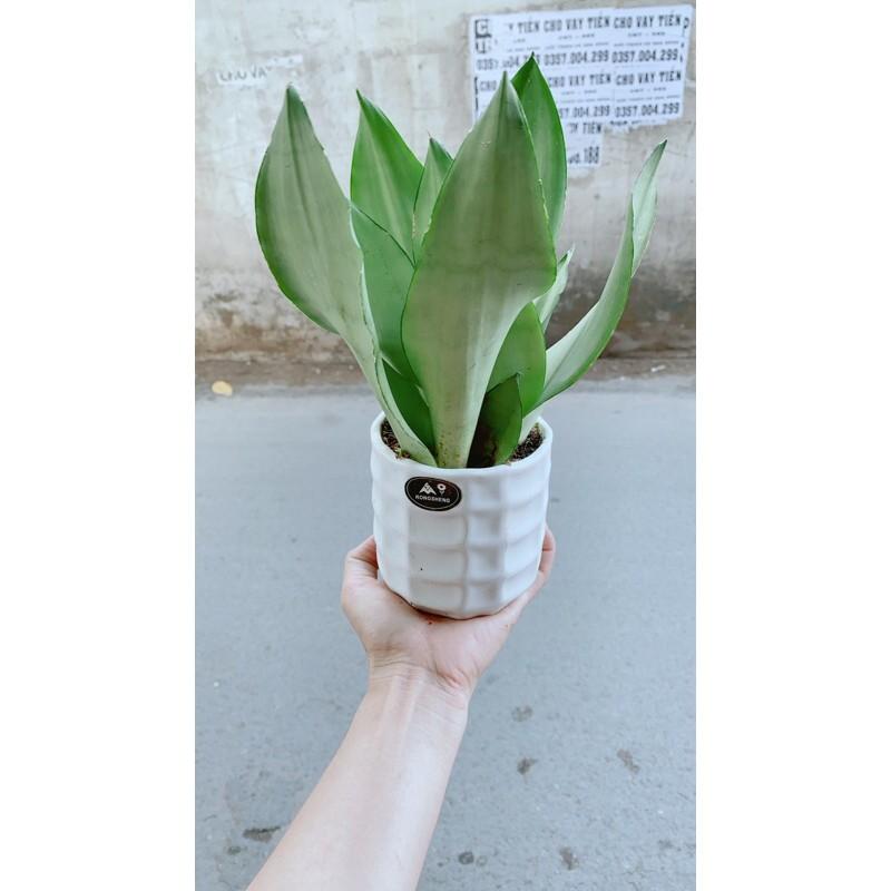 Chậu Lưỡi Hổ Bạc