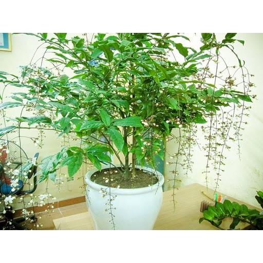 Cây Hoa Dạ Minh Châu.