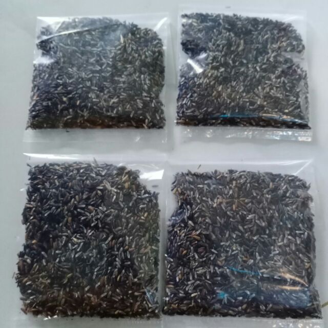 Hạt giống cây đuôi chuột - gói 100 hạt