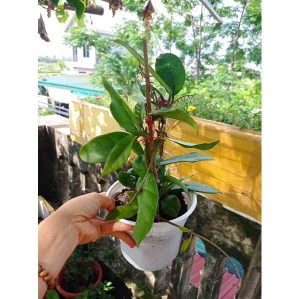 Lan Cẩm cù Carnosa White