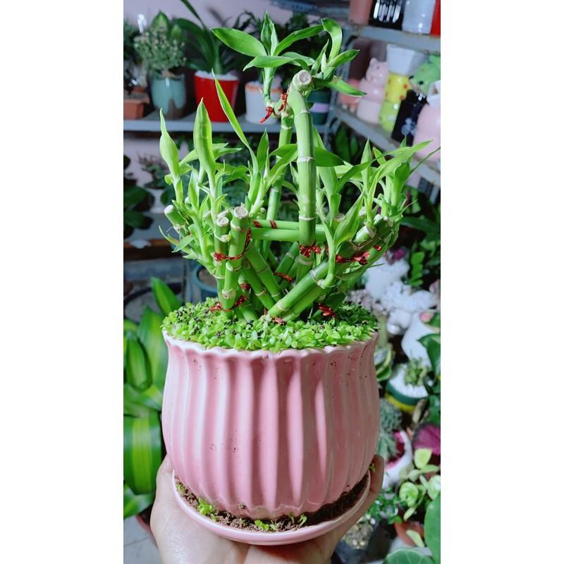 Chậu Cây Trúc Phát Tài