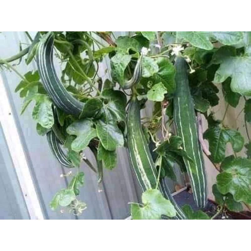 100 hạt giống lặc lè