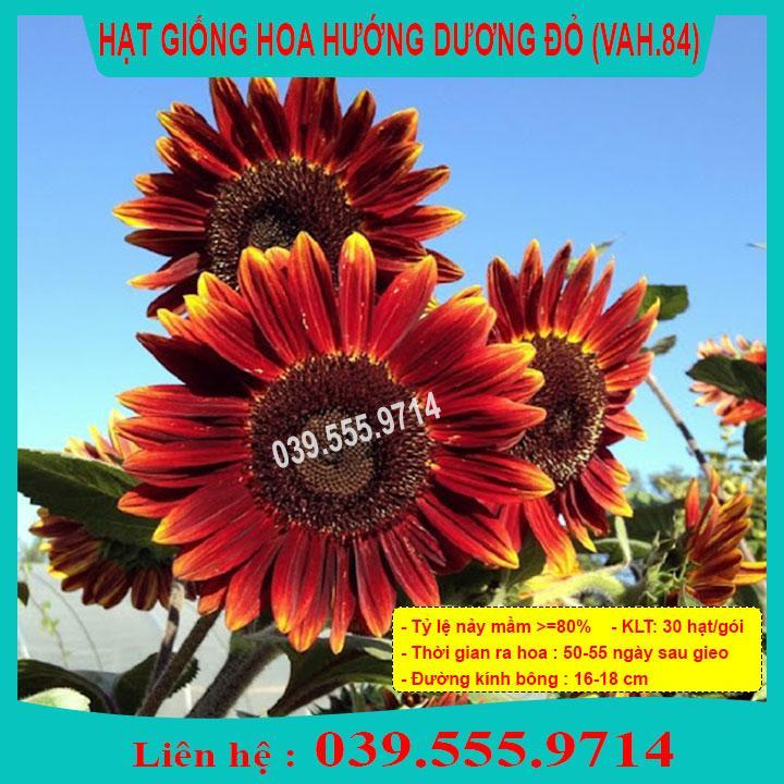 HẠT GIỐNG HƯỚNG DƯƠNG ĐỎ  GIỐNG CHUẨN, CHẤT LƯỢNG TỐT