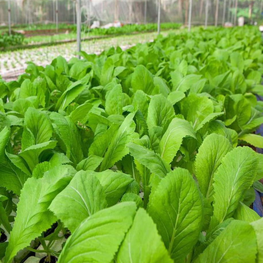 Cải canh 1kg sạch ngon - HNH Food Farm