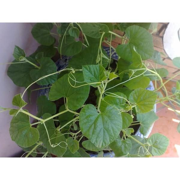 Gói 1g hạt giống bầu hồ lô