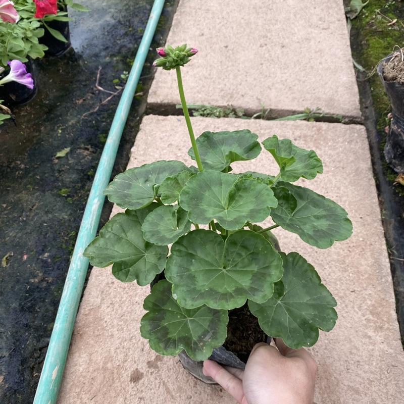 Cây hoa phong lữ thảo màu sắc rực rỡ Hàng nụ non cao 30cm thích hợp trang trí ban công sân vườn