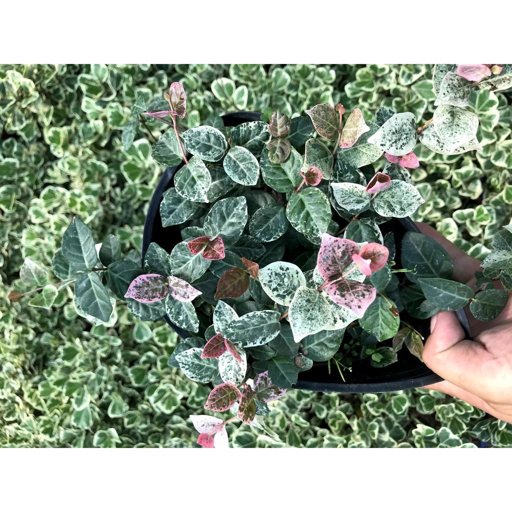 Chậu dây thằn lằn cẩm thạch leo tường màu xanh trắng