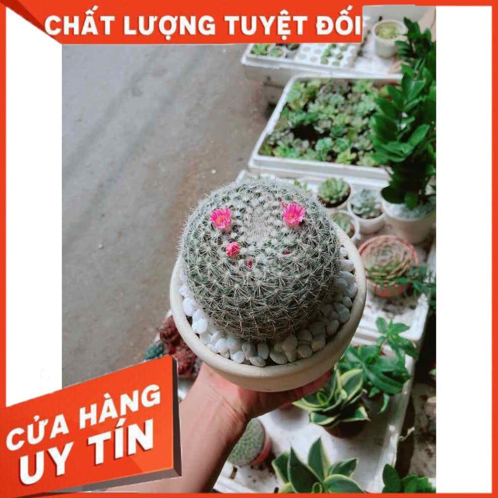 Chậu xương rồng nở hoa Nhiều Người Mua