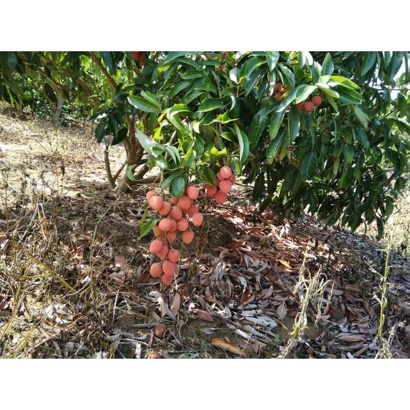 Cây vải u hồng giống