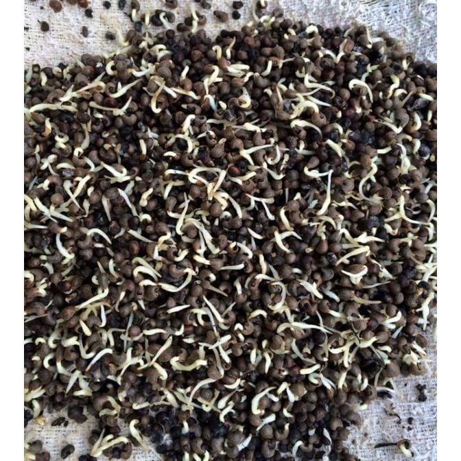 Hạt giống nhân sâm Hàn Quốc KNS3453 - Gói 5 hạt