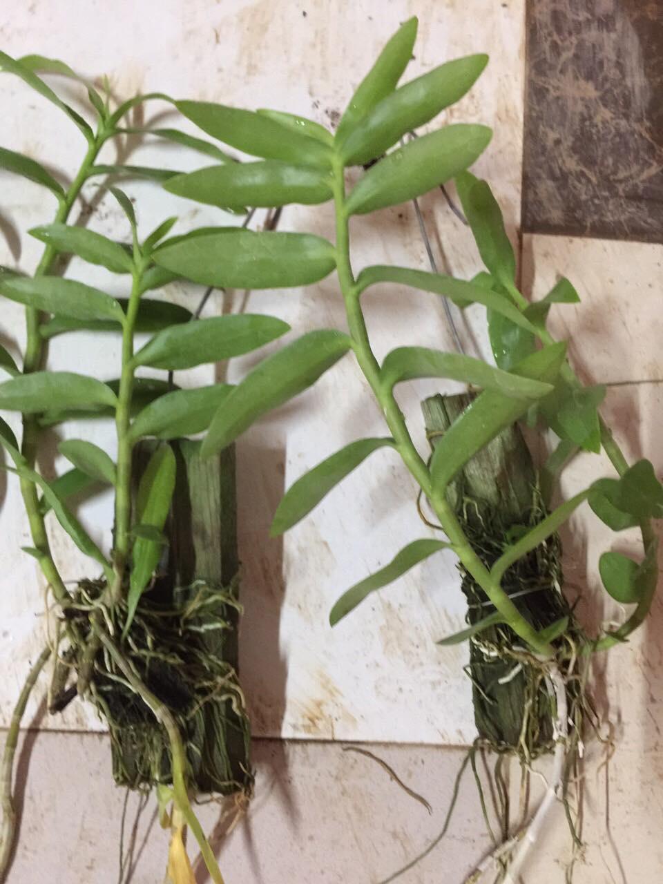 Chậu LAN PHI ĐIỆP NÙ TAM BỐ