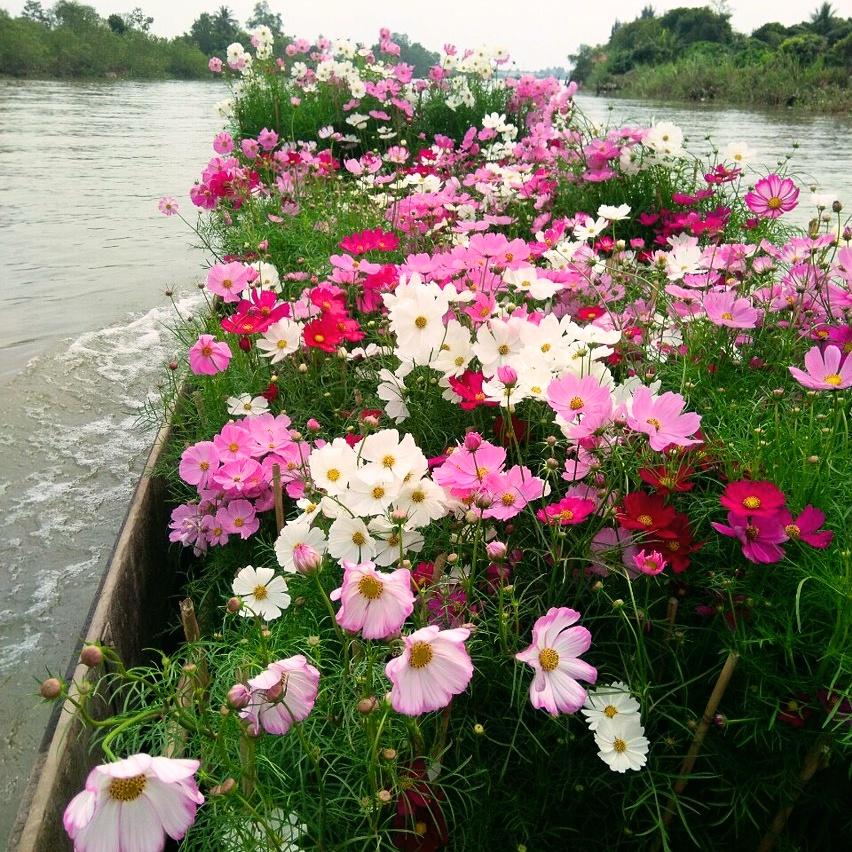 Hạt giống Hoa Sao Nhái mix màu gói 0,3gr