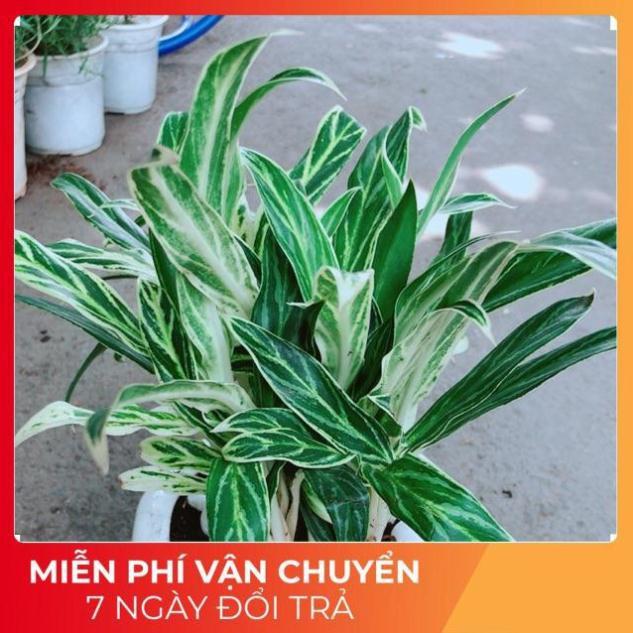 Chậu Cây Giữ Tiền