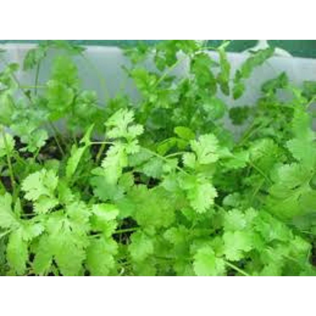 HẠT GIỐNG NGÒ BẠC LIÊU cao sản