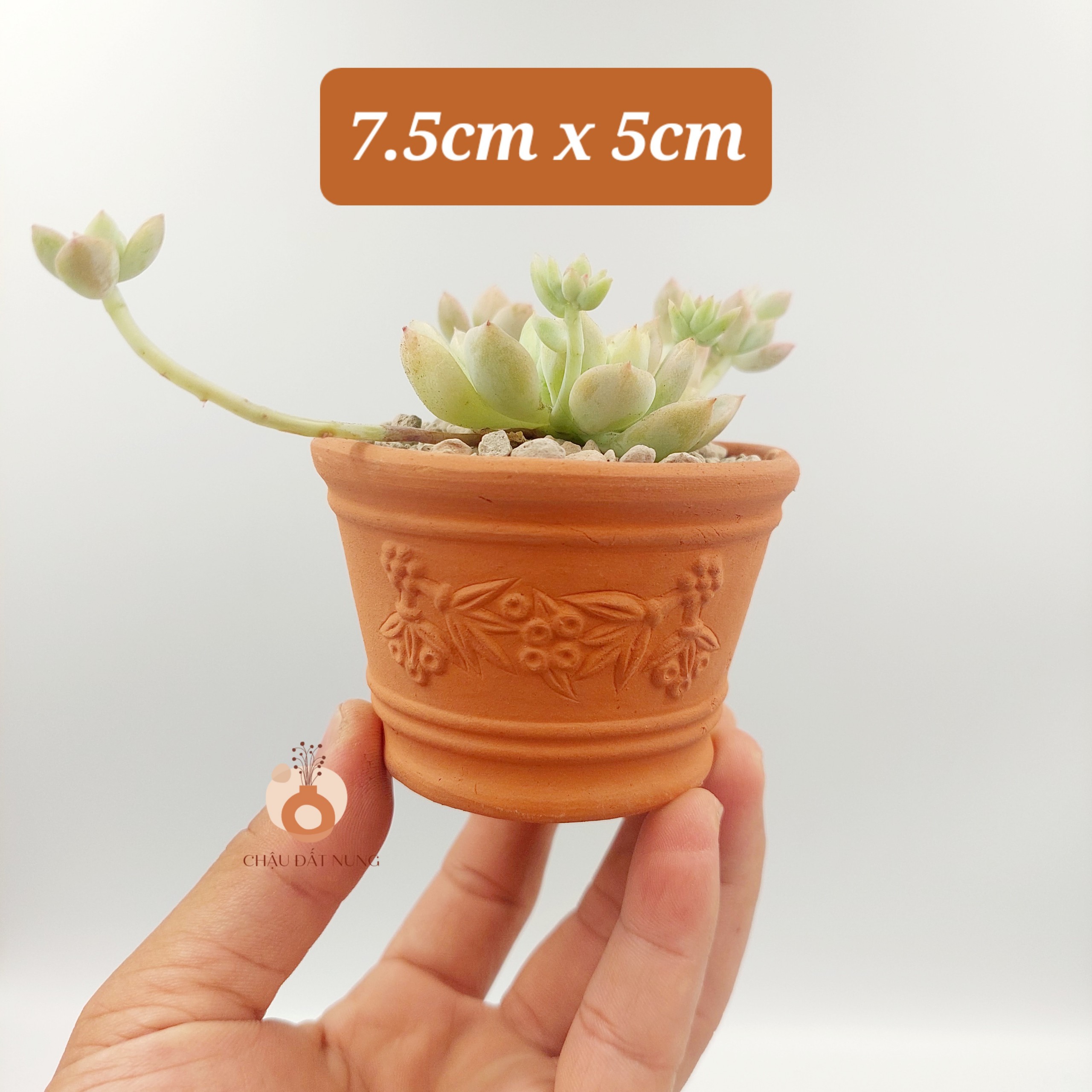 Chậu đất nung, chậu sen đá - Ly dây chùm nho 755, miệng chậu 7.5cm, chiều cao 5cm