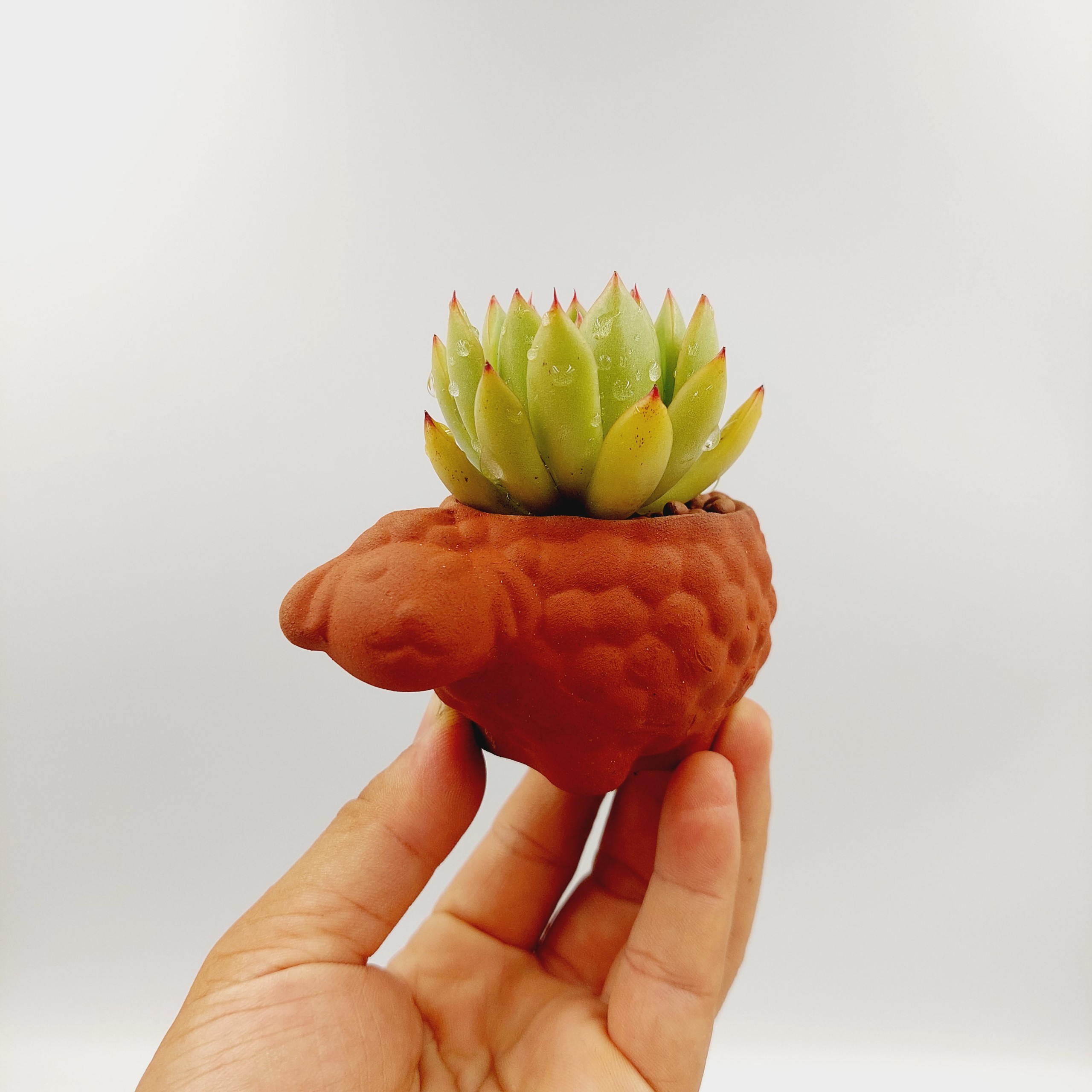 Chậu đất nung, chậu sen đá - Bé cừu, miệng chậu 5cm, chiều cao 5cm