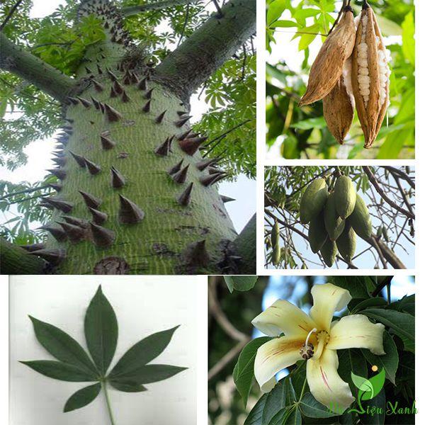 1 KG HẠT GIỐNG CÂY GÒN