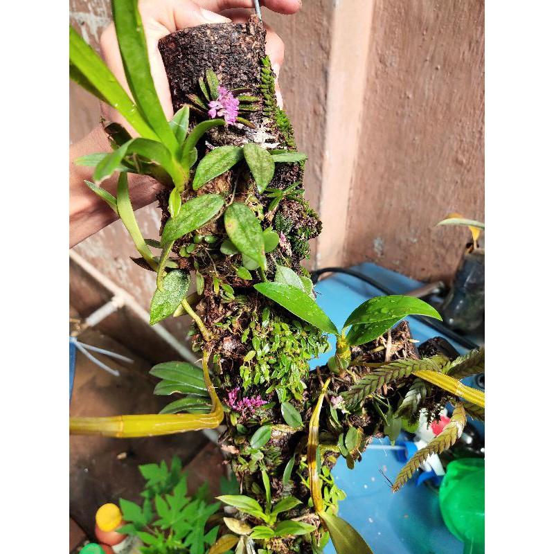 Trụ lan siêu mini chuyên trồng bán cạn