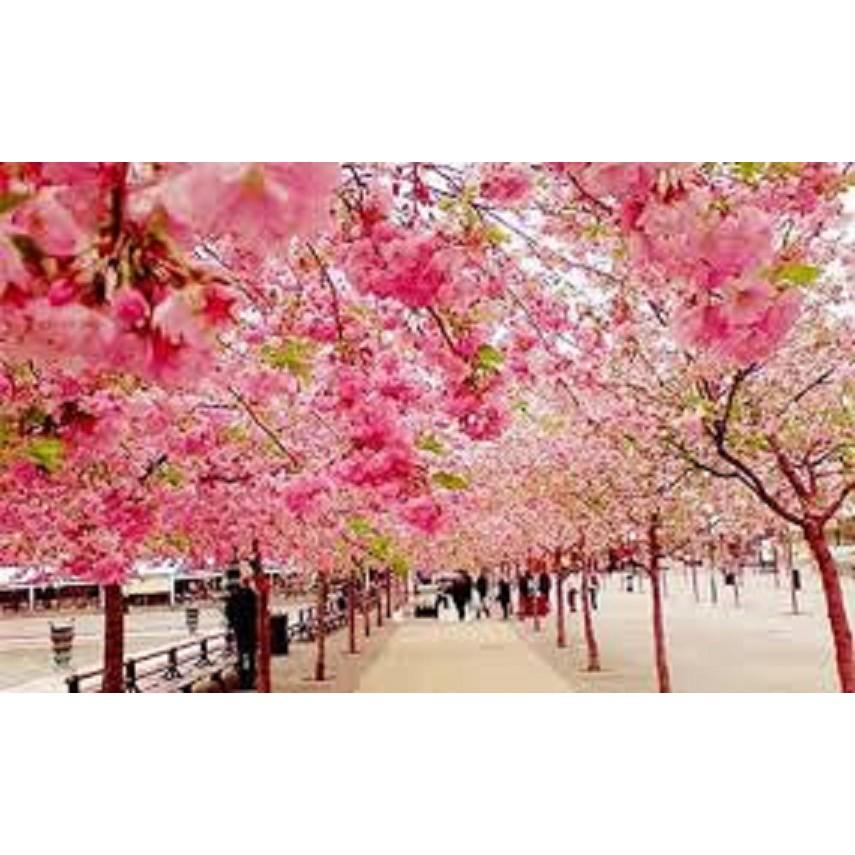 CÂY GIỐNG HOA ANH ĐÀO NHẬT BẢN