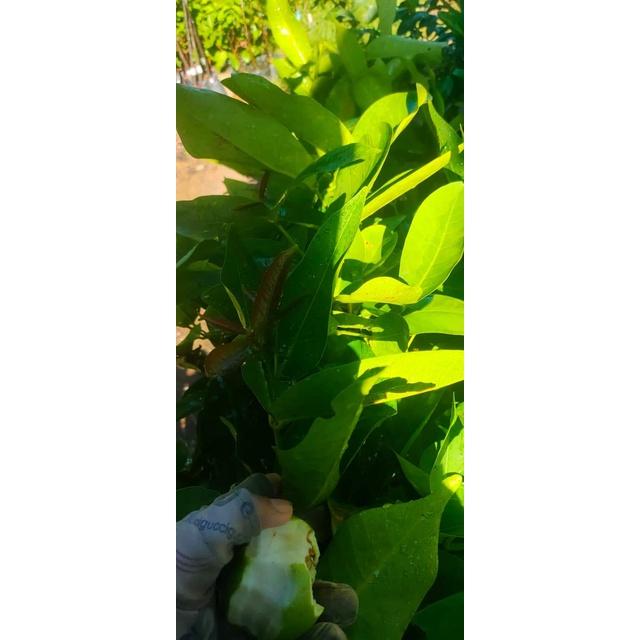 Giống Cây Mận Hoàng Yến