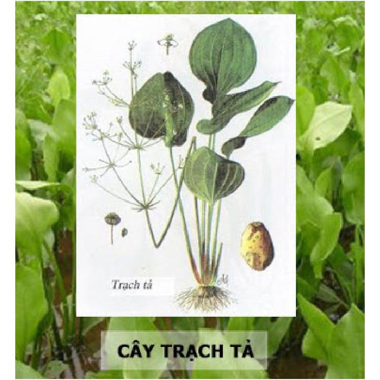 Hạt giống trạch tả - 50 hạt/gói