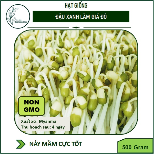 Hạt Giống Đậu Xanh Làm Giá Đỗ 500 gram