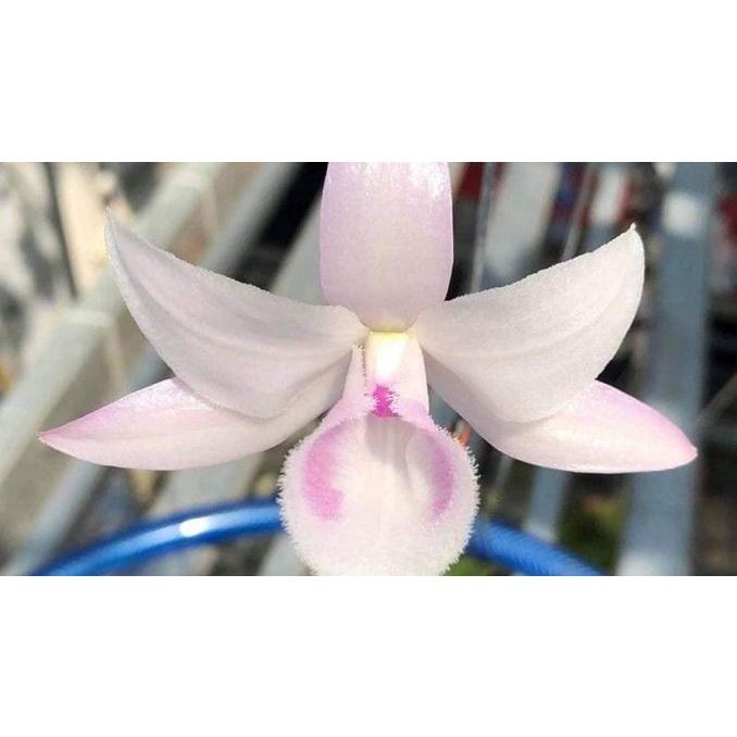 Phong lan - giả hạc hồng mỹ nhân