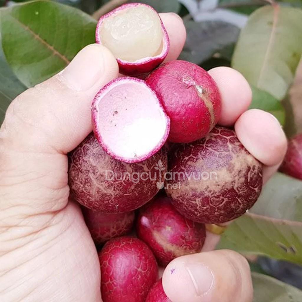 Giống cây nhãn tím