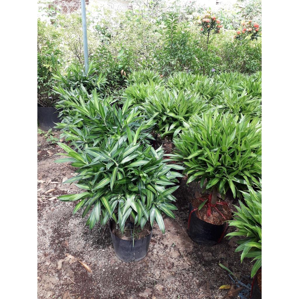 CÂY GIỐNG TRÚC MÂY