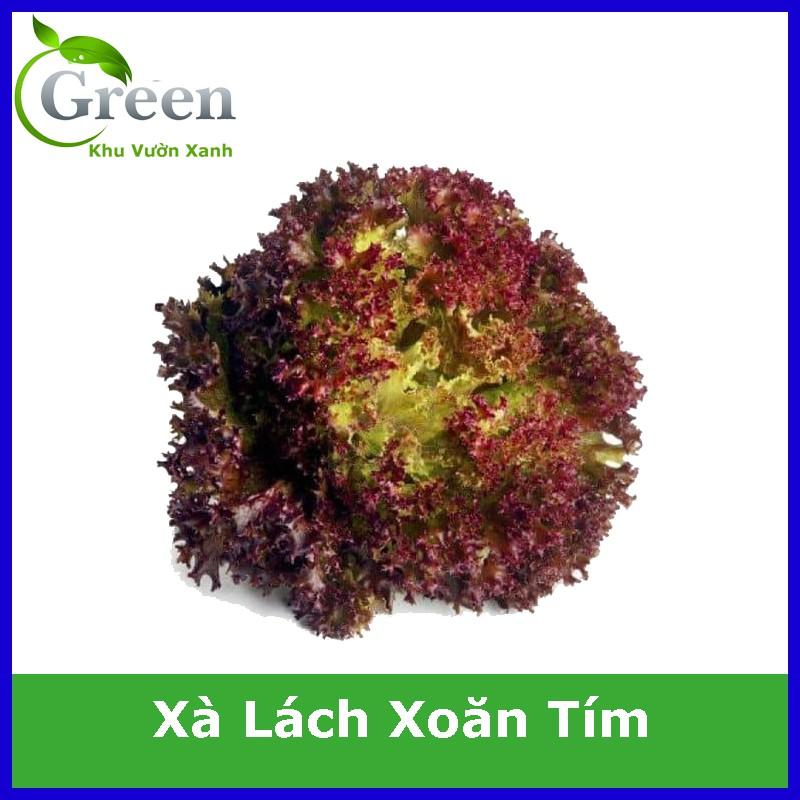 Hạt Giống Xà Lách Xoăn Tím