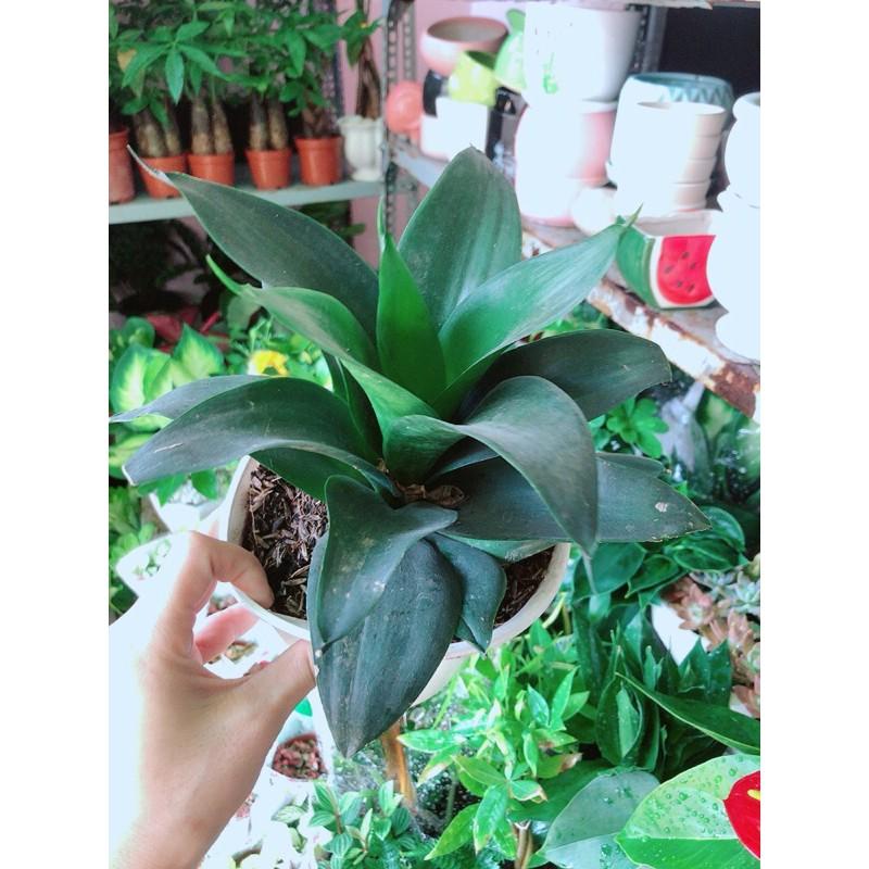 Lưỡi Hổ Sansevieria Black Dragon