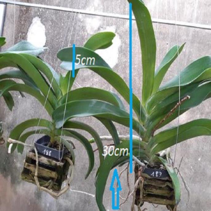 Hoa lan giáng hương ngọc điểm, cây to, bộ rễ khỏe,hàng bóc rừng