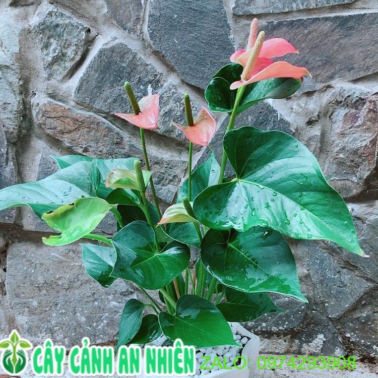 Chậu Cây Hồng Môn Hồng