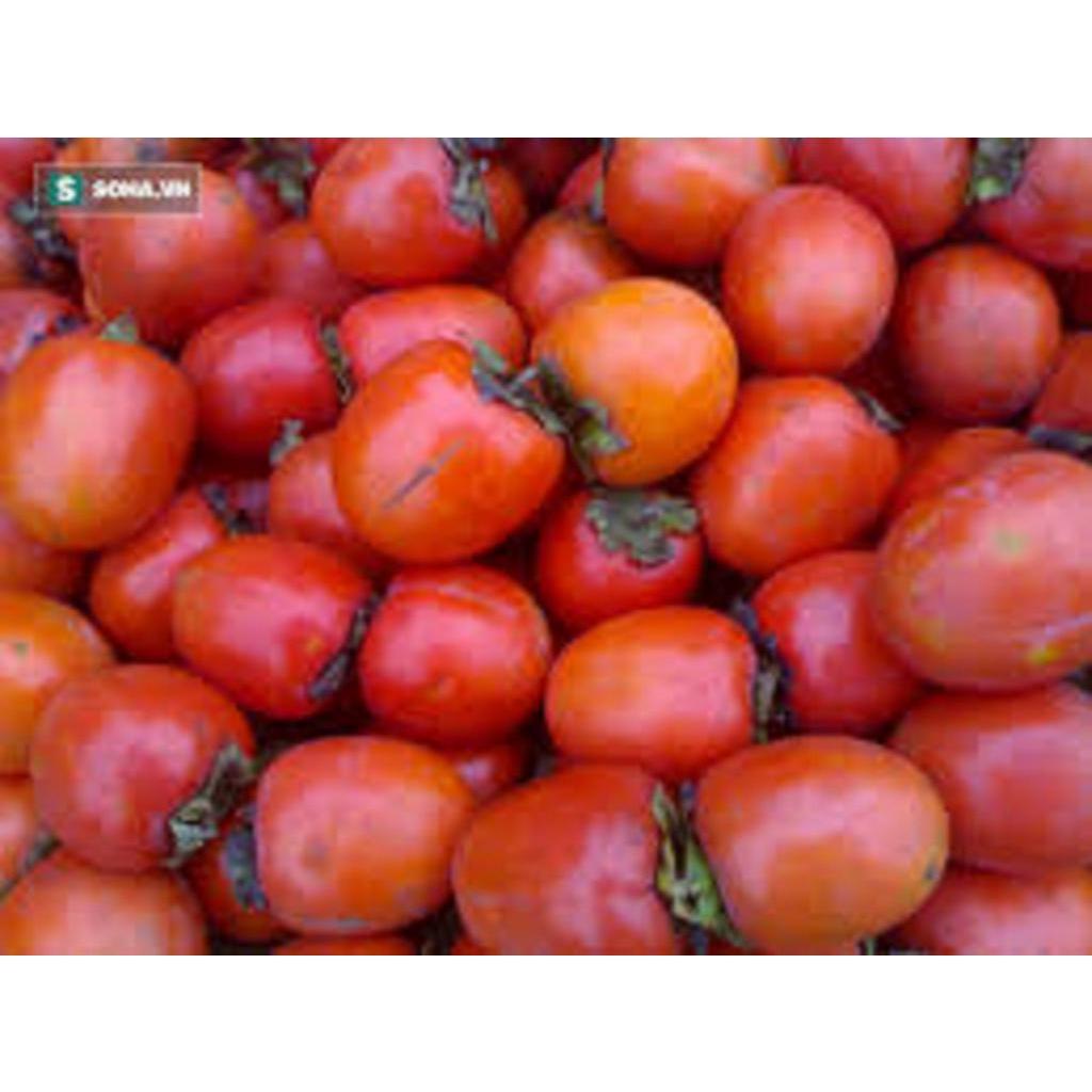 Cây HỒNG ĐỎ UY TÍN CHẤT LƯỢNG