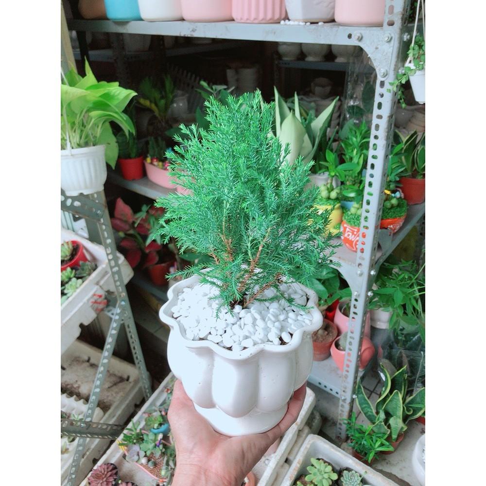 Cây Tùng Bồng Lai Chậu Sứ