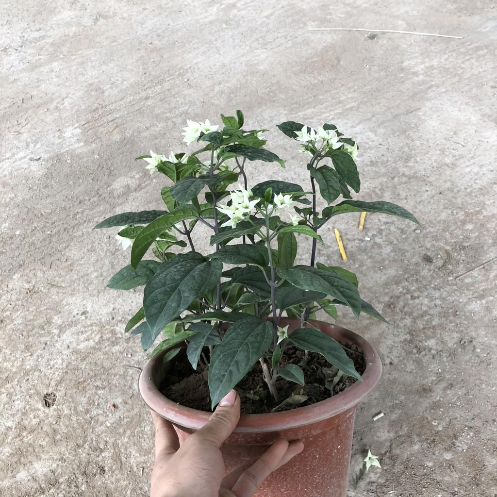 Cây hoa ngọc nữ leo, chiều cao 20-25cm chậu cây có nhiều nhánh sum suê leo khỏe che phủ tốt thích hợp trang trí hàng rào
