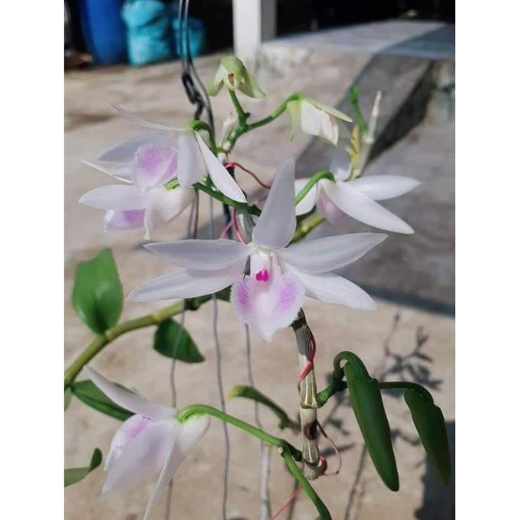 Hoa phong lan - 5ct lâm đồng gieo hạt