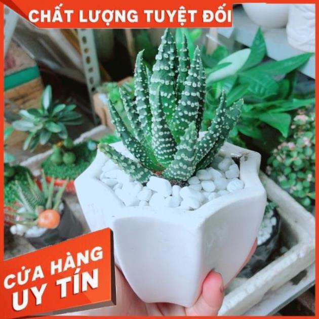 Chậu Xương Rồng Móng Rồng