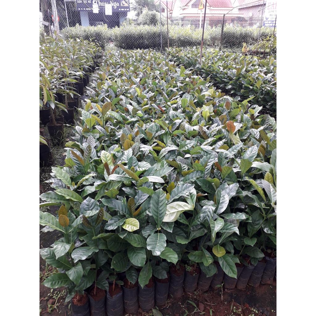 Cây giống Cà Phê TR9 ghép CAO SẢN . .