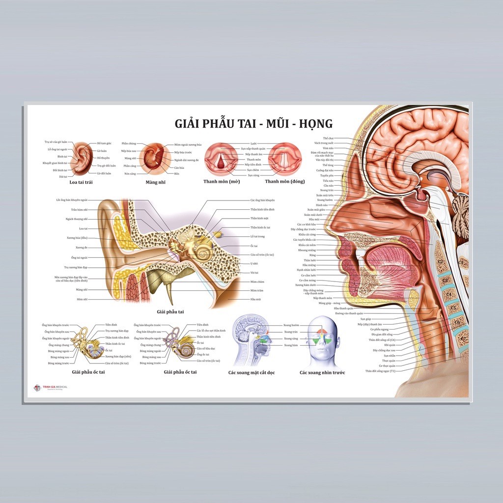 (Tranh Khung) Tranh Giải Phẫu Tai Mũi Họng