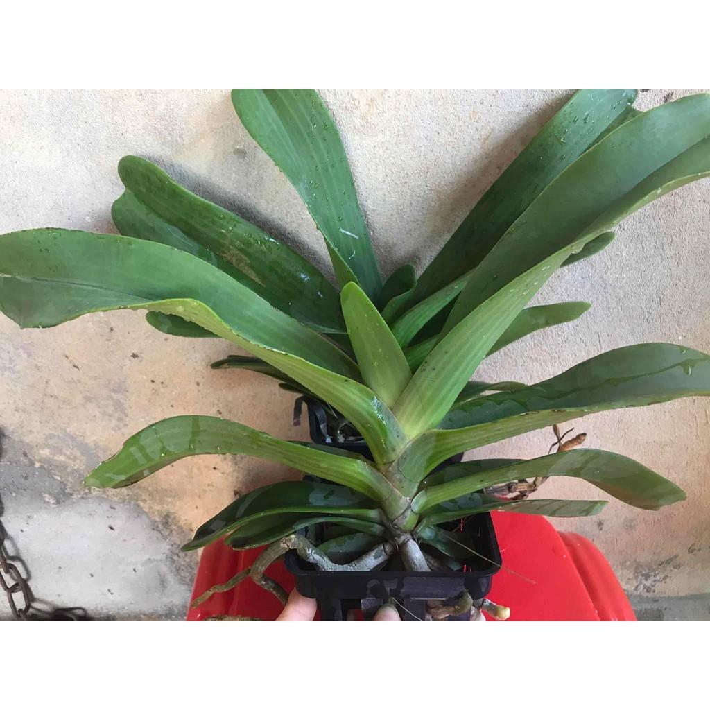 Chậu đai châu thái 4 cặp lá