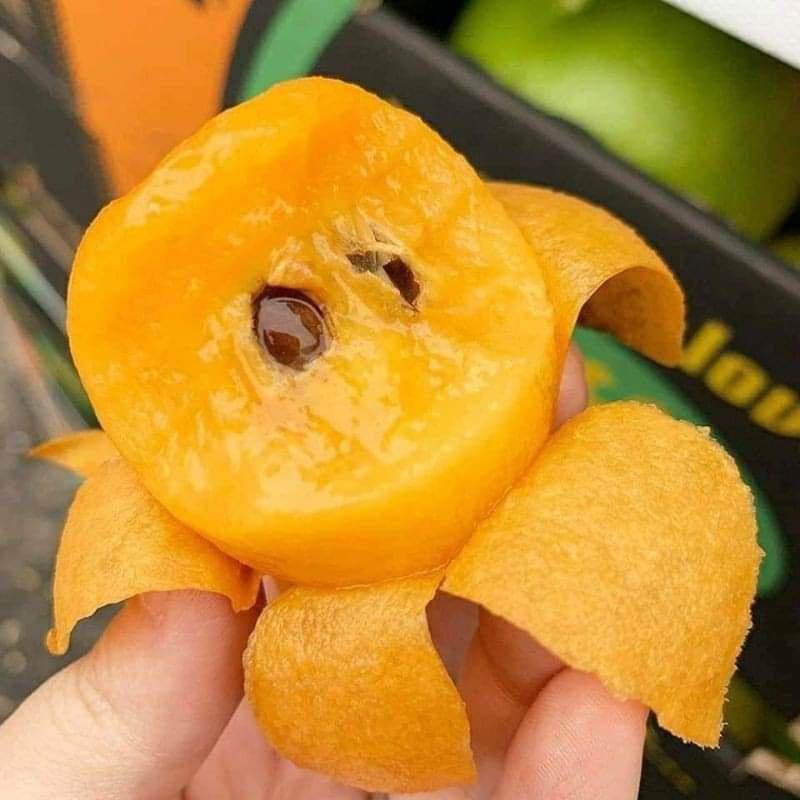 CÂY GIỐNG BIWA GIỐNG MỚI ĐẶC BIỆT