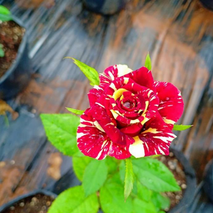 Cây hoa hồng julio - cây có bầu đất khỏe mạnh