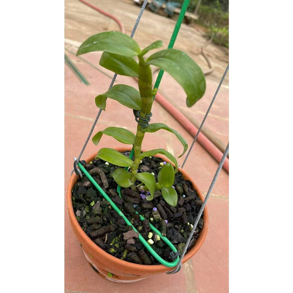 Phi điệp đột biến HỒNG NHẬT HẠ UY TÍN CHẤT LƯỢNG