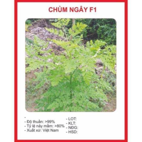 CHUẨN Hạt chùm ngây 10 hạt