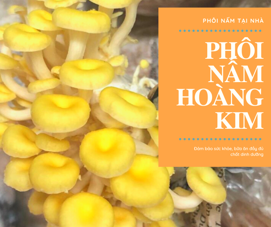 Combo 03 Phôi Nấm Hoàng Kim