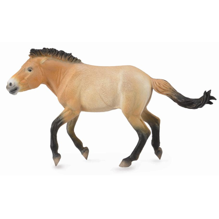 Mô hình thu nhỏ: Ngựa Hoang Mông Cổ - Przewalski Stallion, hiệu: CollectA, mã HS 9651260 - Chất liệu an toàn cho trẻ - Hàng chính hãng